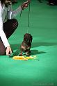 Crufts2011_2 712